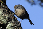 101483 Brown creeper.jpg